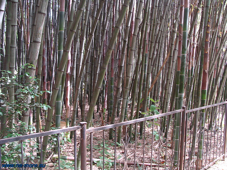 В Дендрарии Сочи. Бамбук в нижнем парке.